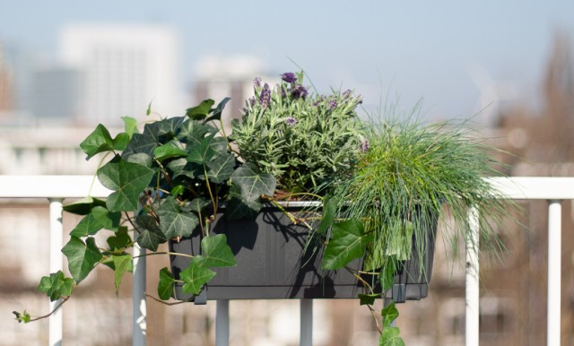 Balkon Plantenbox resultaat